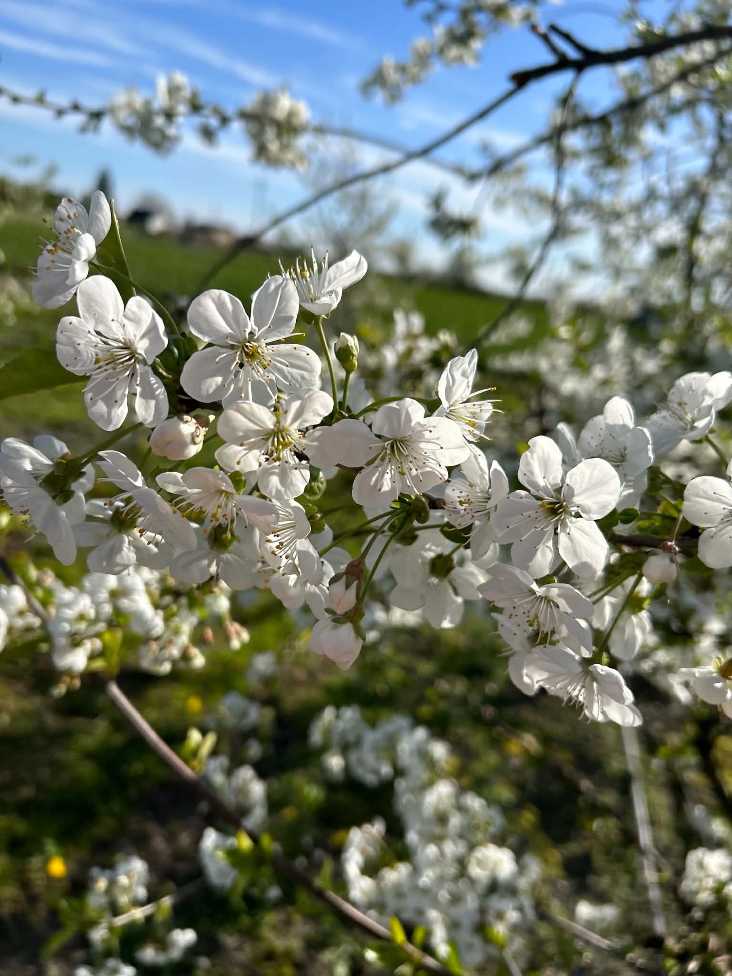 Naturalne metody